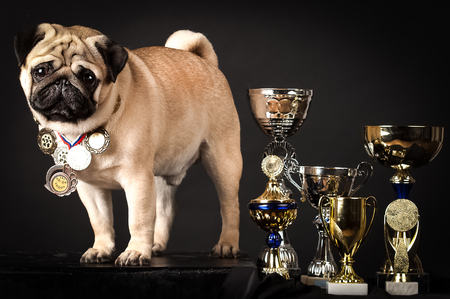 Pug, perfect dog with prize-winning cups on a black background, studio Stock Photo