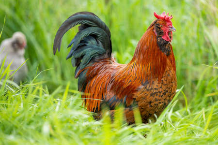 Poulets, poules et chooks, broutant et mangeant de l'herbe, dans une ferme biologique en plein air, dans un poulailler de campagne, dans une ferme et un ranch en australie.
