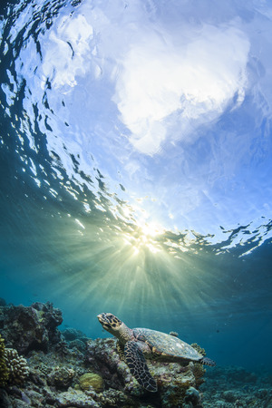 自然の生息地でウミガメが水中太陽の光で点灯 の写真素材 画像素材 Image 6039 自然の生息地でウミガメが水中太陽の光で点灯 の写真素材 画像素材 Image 6039