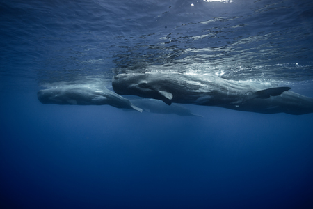 クジラ の写真素材 ストックフォト 123rf