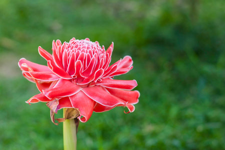 ハワイ島上明るい赤熱帯花赤いトーチ ジンジャーの花円錐形