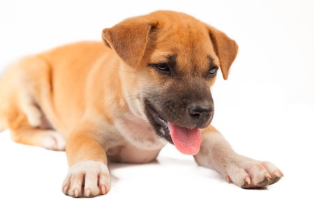 最も欲しかった 犬 舌が白い 犬 舌が白い