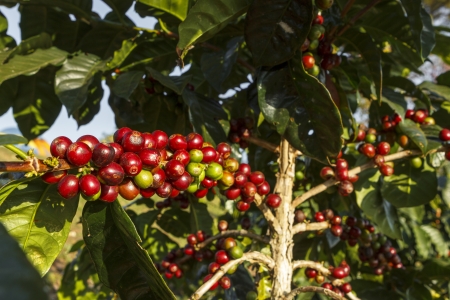 A coffee tree in the garden - 17312121