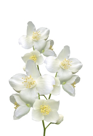 beautiful jasmine flowers with leaves isolated on white Фото со стока
