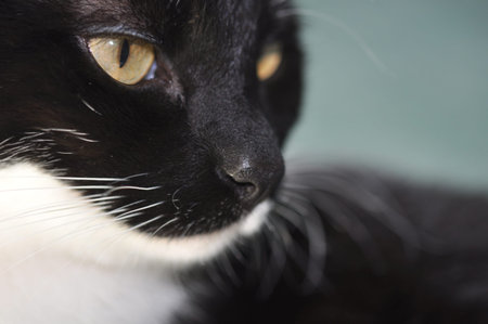 Weisse Katze Nase Unscharfe Makro Lizenzfreie Fotos Bilder Und