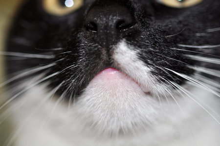 Weisse Katze Nase Unscharfe Makro Lizenzfreie Fotos Bilder Und