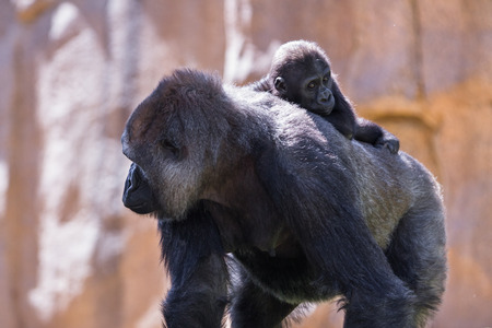 西洋の動物園でゴリラ はい 彼は 自分のうんちを食べています ゴリラの Dna は人間のような 99 95 です の写真素材 画像素材 Image 西洋の動物園でゴリラ はい 彼は 自分のうんちを食べています ゴリラの Dna は人間のような 99 95 です の写真素材 画像素材 Image