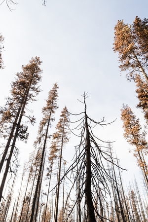 針葉樹 森林のリース  No.52 スターアニスと木の実の針葉樹リース ◇ プリザーブドフラワー