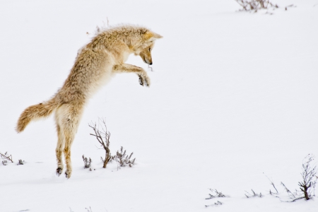 コヨーテは 彼女の獲物を捕らえるために雪に飛び込む前に空中に飛躍します の写真素材 画像素材 Image