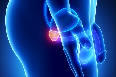 Male prostate anatomy of human organs in x ray view Stock Photo Male prostate anatomy of human organs in x-ray view Stock Photo - 10611447
