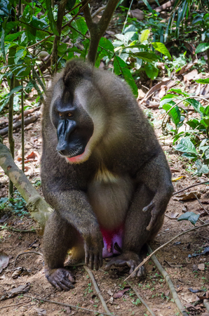 ナイジェリアの熱帯雨林における大きなサル男性アルファオスの肖像 の写真素材 画像素材 Image