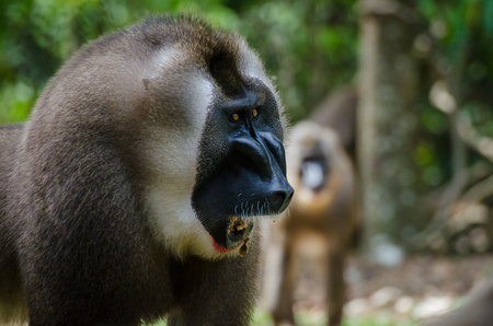 ナイジェリアの熱帯雨林における大きなサル男性アルファオスの肖像 の写真素材 画像素材 Image ナイジェリアの熱帯雨林における大きなサル男性アルファオスの肖像 の写真素材 画像素材 Image