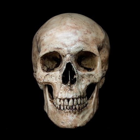 skull stock photos royalty free skull images
