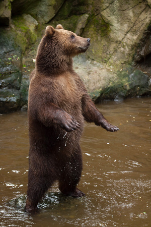 カムチャッカ ヒグマ Ursus Arctos Beringianus 後ろ足で極東ヒグマ立ってとしても知られています の写真素材 画像素材 Image カムチャッカ ヒグマ Ursus Arctos Beringianus 後ろ足で極東ヒグマ立ってとしても知られています の写真素材 画像素材 Image