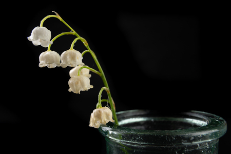 Wet Lilies Broken From The Garden Beautiful Flowers In A Glass