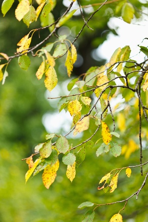 夏の終わりに枝に葉の黄色と緑の桜の木のクローズ アップ の写真素材 画像素材 Image 夏の終わりに枝に葉の黄色と緑の桜の木のクローズ アップ の写真素材 画像素材 Image