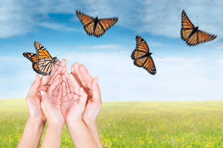 butterfly: Đóng tay của người dân thả bướm trên đồng cỏ vào mùa xuân