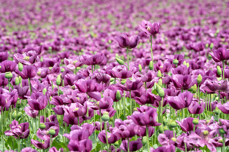 purple poppy blossoms in a field papaver somniferum poppies