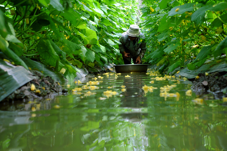 stock photo vietnamese farmer work at cucumber garden to harvest product man stand in water ditch to crop vegetables on cucumber plant green leaf and - Vietnamese Garden stock photo vietnamese farmer work at cucumber garden to harvest product man stand in water ditch to crop vegetables on cucumber plant green leaf and - Vietnamese Garden