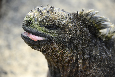 ガラパゴス諸島海洋イグアナ Amblyrhynchus 郷 は ガラパゴス モダンなトカゲの中でユニークなライブと海洋爬虫類となって海の牧草にのみ位置するイグアナです イサベラ島 ガラパゴス諸島 エクアドル の写真素材 画像素材 Image ガラパゴス諸島海洋イグアナ Amblyrhynchus 郷 は ガラパゴス モダンなトカゲの中でユニークなライブと海洋爬虫類となって海の牧草にのみ位置するイグアナです イサベラ島 ガラパゴス諸島 エクアドル の写真素材 画像素材 Image