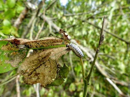 宿主の幹を食べる黒い斑点幼虫 の写真素材 画像素材 Image