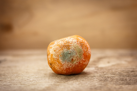 Spoiled moldy rotten mandarin on a wooden table