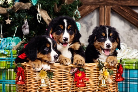dog breed bernese mountain dog puppy christmas and new year stock bernese mountain dog christmas