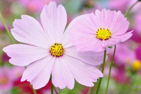 秋桜 の写真素材 画像素材 Image