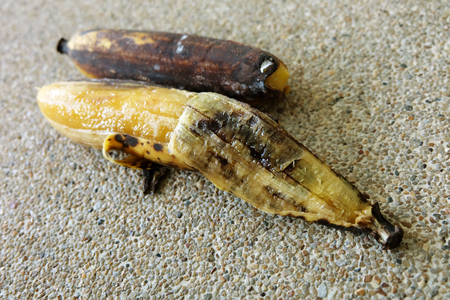 Rot banana, molder rotten banana isolated on concrete background great for any use.
