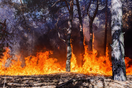 森林火災 倒木が多く煙時の地面に燃える山火事 の写真素材 画像素材 Image 3344 森林火災 倒木が多く煙時の地面に燃える山火事 の写真素材 画像素材 Image 3344