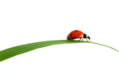 ladybug photo