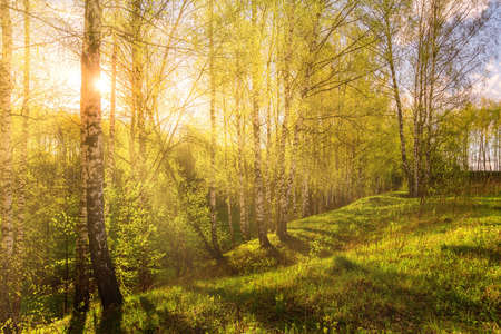 1,614 Sunlight Breaking Through Stock Photos and Images - 123RF