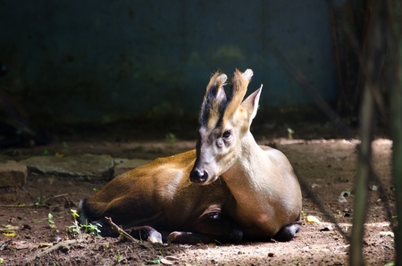 Barking deer is scientific name Muntiacus feae, is mammal Stock Photo