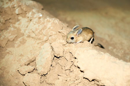 Jerboa Jaculus Jerboa는 초식 동물이며 야행성의 삶을 살고 있습니다 Jerboas는 북부 아프리카와 아시아에서 동쪽의 중국 북부와 만주에서 발견되는 사막 설치류를 뛰어 다니고 있습니다 그들은 뜨거운 사막에 사는 경향이 있습니다 로열티 무료