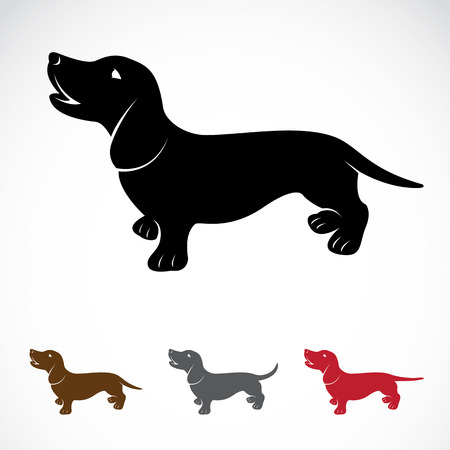 Vector image of an dog dachshund on a white background