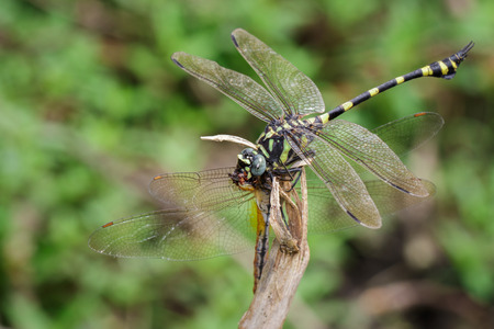 Dragonfly Gomphidae ブランチに食べるトンボのイメージ 昆虫 動物 の写真素材 画像素材 Image