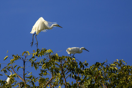 Hilo ハワイ島 ハワイの近くアマサギ鳥でいっぱいの大きな木 の写真素材 画像素材 Image Hilo ハワイ島 ハワイの近くアマサギ鳥でいっぱいの大きな木 の写真素材 画像素材 Image
