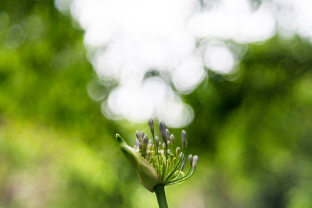 明るいブルーのアガパンサスやアフリカ ユリの花と緑の葉の背景 の写真素材 画像素材 Image 明るいブルーのアガパンサスやアフリカ ユリの花と緑の葉の背景 の写真素材 画像素材 Image