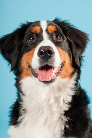 明るい青の背景に分離された犬バーナー千年スタジオ撮影の子犬 の写真素材 画像素材 Image 3916 明るい青の背景に分離された犬バーナー千年スタジオ撮影の子犬 の写真素材 画像素材 Image 3916