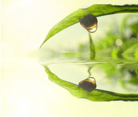Snail on tea leaf with morning sunlight reflect on dew and lake reflection Фото со стока