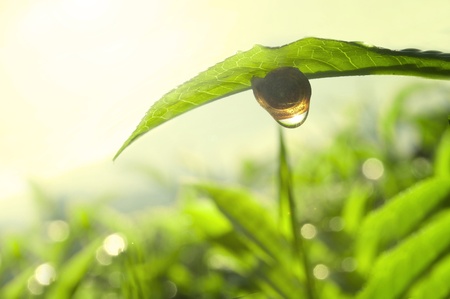 tea nature green concept photo Фото со стока
