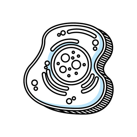 481 Lysosome Stock Photos and Images - 123RF