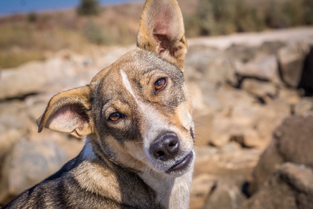 好奇心が強い犬です 犬の美しい景色 ホームレスの犬 スマートな犬見て の写真素材 画像素材 Image 好奇心が強い犬です 犬の美しい景色 ホームレスの犬 スマートな犬見て の写真素材 画像素材 Image