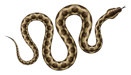 Brown python vector illustration. isolated tropical snake on white background.