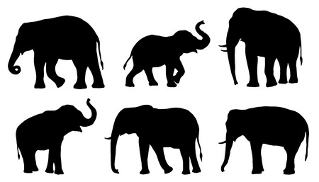 elephant: bóng con voi trên nền trắng Hình minh hoạ