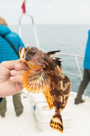 Hemilepidotus は カジカ ケムシカジカ類の属であります カムチャッカ半島の近くの太平洋の底海釣り の写真素材 画像素材 Image