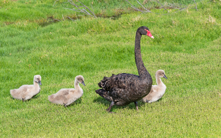 ブラック スワン (白鳥座飼育) は、南東および南西の地域で主に