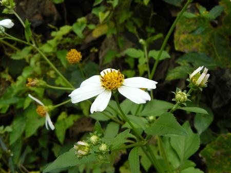 雑草のグループ 白い小さな花スペイン針や箒スティック アジアのハーブの花をクローズ アップ の写真素材 画像素材 Image 雑草のグループ 白い小さな花スペイン針や箒スティック アジアのハーブの花をクローズ アップ の写真素材 画像素材 Image
