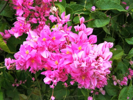 メキシコのクリーパー コーラルつる 愛の鎖 南つる Corallita チェーン ホノルル クリーパーまたは Antigonon Leptopus の心 の自然のブーケを閉じます 木の上の美しいピンクの花 の写真素材 画像素材 Image