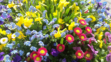 様々 な花の咲く 明るいマルチカラーの背景私を忘れていない 紫パンジー ヒナギク 別名英語デイジー 野生のラッパスイセンまたはスイセンの花 日光の 花の花束 の写真素材 画像素材 Image